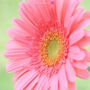 Meet your Posher, Valerie